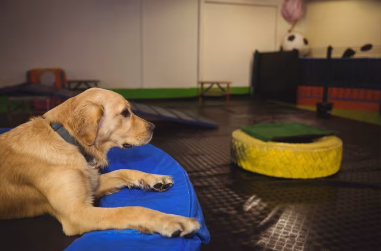 Elanco orienta: cuidados essenciais com pets antes de deixá-los em hoteizinhos durante o verão