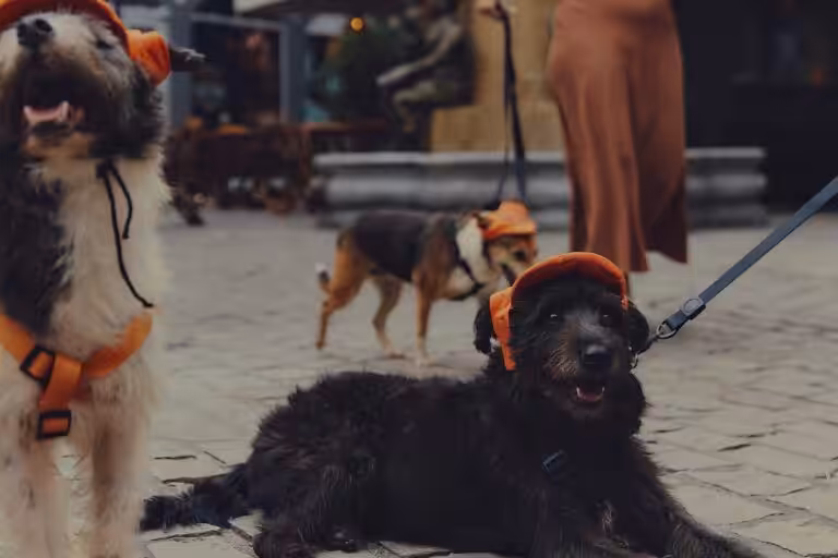 CãoDulas no Rio Open: ação leva cães resgatados às quadras para incentivar adoção responsável no Brasil