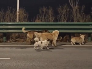 Grupo de cães percorre 17 km e volta para casa na China, emocionando a internet