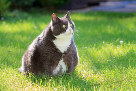 Controle de peso dos pets pode ser auxiliada com uma alimentação natural