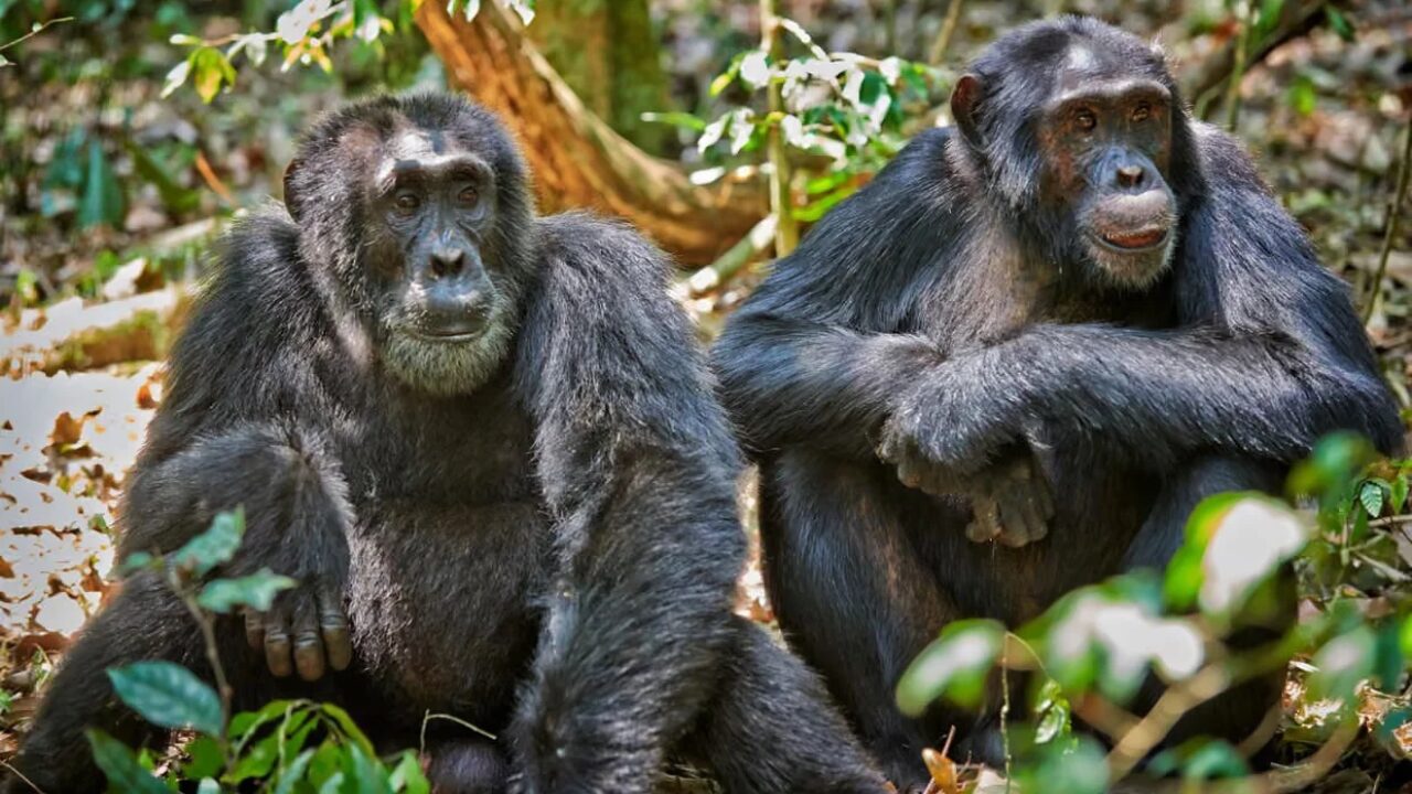 Importância dos insetos para a fauna vai além da alimentação, revela estudo
