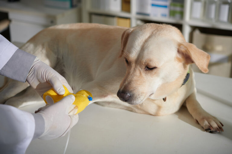 Imunoterapia ganha espaço no tratamento de alergias e câncer em cães e gatos