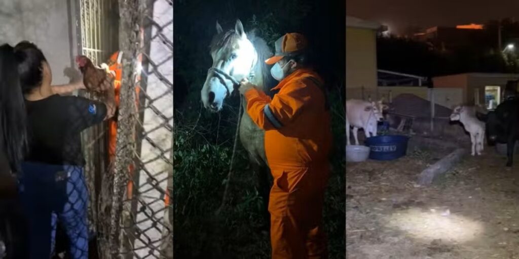 ONG resgata animais nos arredores de incêndio em indústria de Itaquaquecetuba (SP)