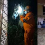 ONG resgata animais nos arredores de incêndio em indústria de Itaquaquecetuba (SP)