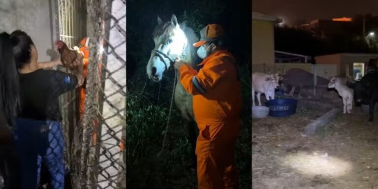 ONG resgata animais nos arredores de incêndio em indústria de Itaquaquecetuba (SP)