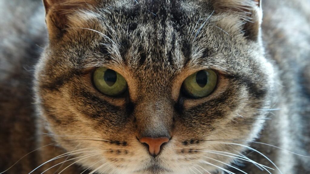 Inédito_ doença genética rara de humanos é diagnosticada pela primeira vez em gatos