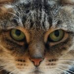 Inédito_ doença genética rara de humanos é diagnosticada pela primeira vez em gatos