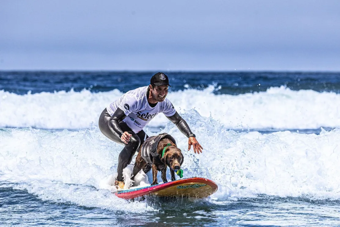 Cão surfando? Descubra como é o treinamento dos pets para o surf dog!