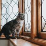 Justiça da Colômbia garante proteção a gatos em prédios e reconhece direitos animais nas cidades
