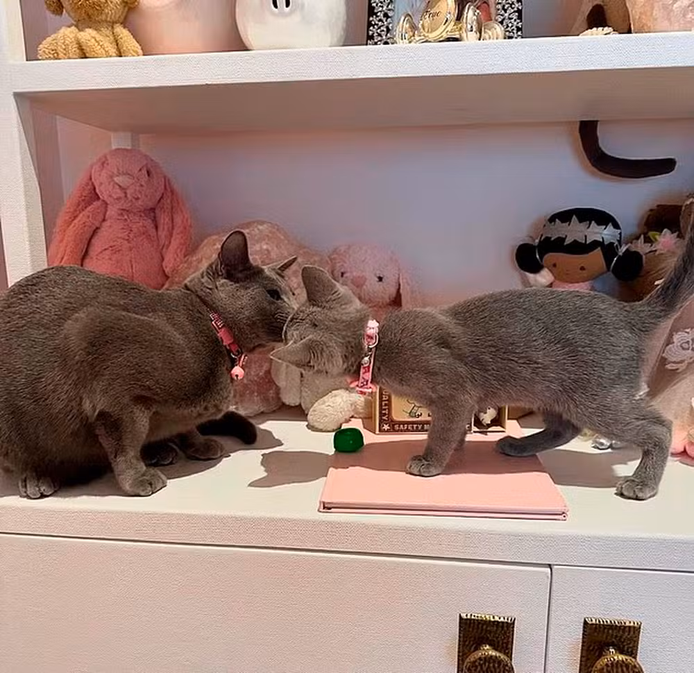 Khloé Kardashian é alvo de críticas após admitir cirurgia ilegal em gatos