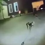 Lealdade que salva_ cão busca ajuda na rua e conduz polícia para socorrer responsável