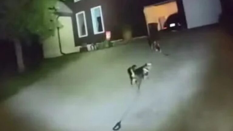 Lealdade que salva_ cão busca ajuda na rua e conduz polícia para socorrer responsável