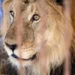 Leão abandonado por seis anos em zoológico desativado recupera o rugido após transferência para santuário