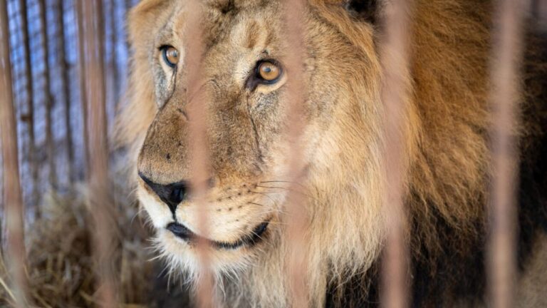 Leão abandonado por seis anos em zoológico desativado recupera o rugido após transferência para santuário