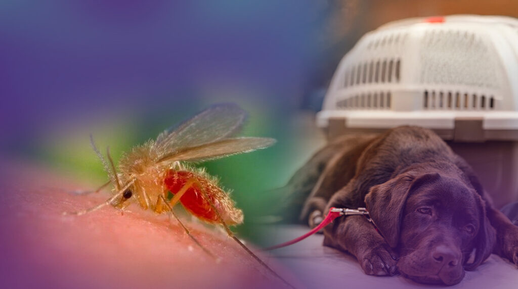 Médicos-veterinários têm papel fundamental na prevenção da Leishmaniose Visceral