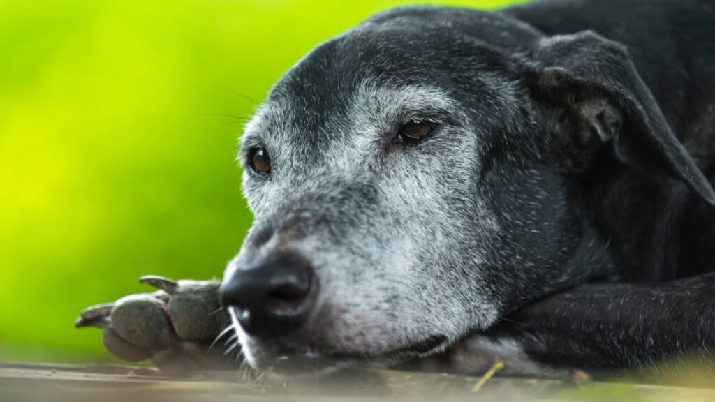 Longevidade não é só idade: entenda o que define o envelhecimento saudável de cães e gatos