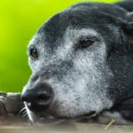 Longevidade não é só idade: entenda o que define o envelhecimento saudável de cães e gatos