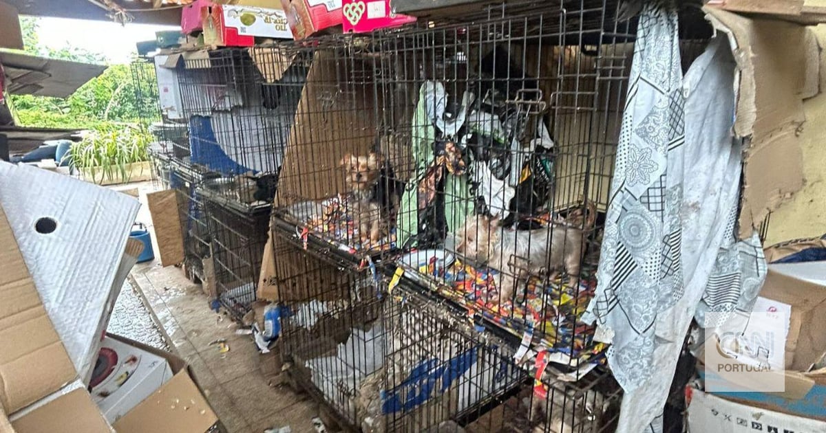 Mais de 300 cães são resgatados de canil clandestino em Portugal