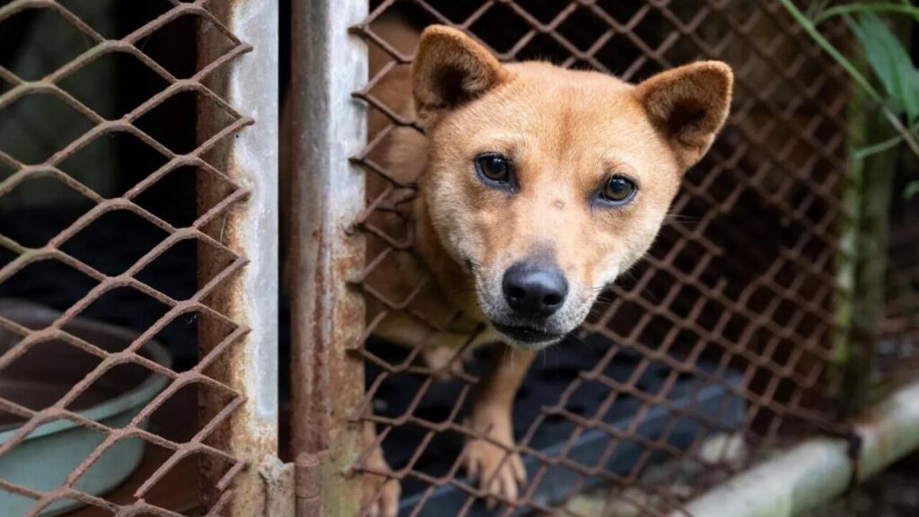 Mais de 70 cães são resgatados de criadouro da indústria da carne na Coreia do Sul
