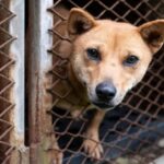 Mais de 70 cães são resgatados de criadouro da indústria da carne na Coreia do Sul