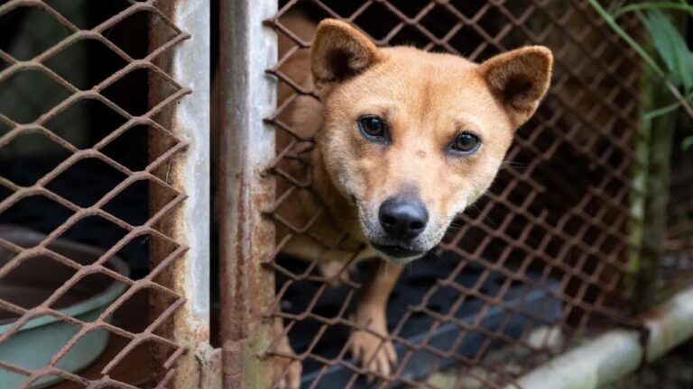Mais de 70 cães são resgatados de criadouro da indústria da carne na Coreia do Sul