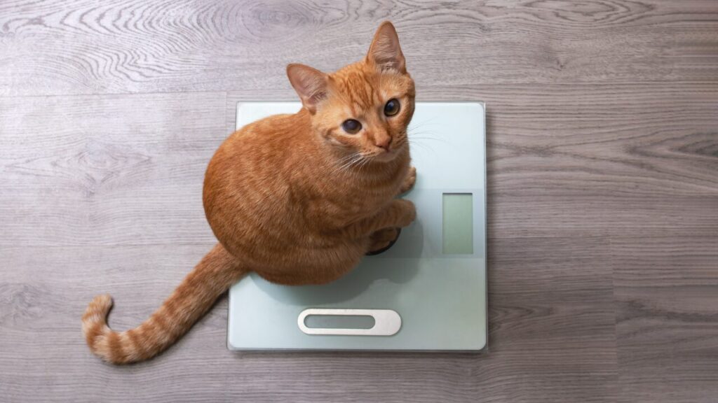 Manejo nutricional de gatos diabéticos: desafios e orientações