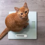 Manejo nutricional de gatos diabéticos: desafios e orientações