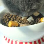 Menos processados e mais nutritivos: a ascensão dos alimentos liofilizados na dieta de cães e gatos