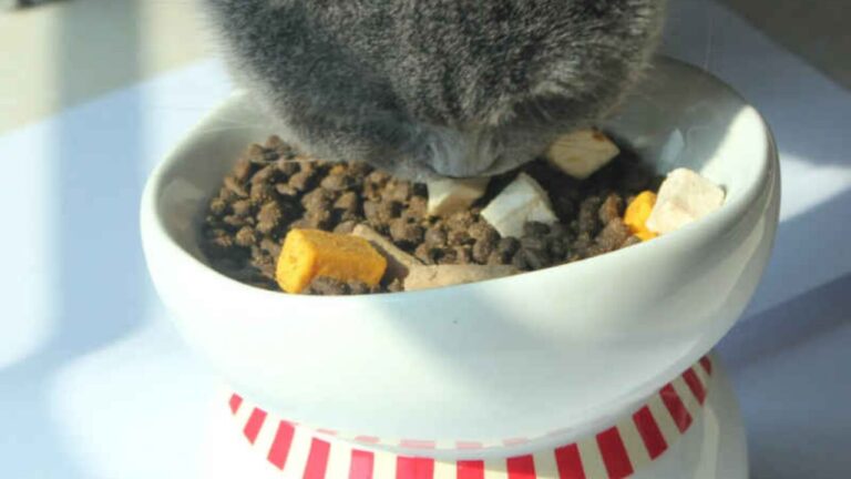 Menos processados e mais nutritivos: a ascensão dos alimentos liofilizados na dieta de cães e gatos
