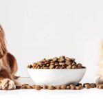 Mercado de ração para cães e gatos supera 1 milhão de toneladas em 2026
