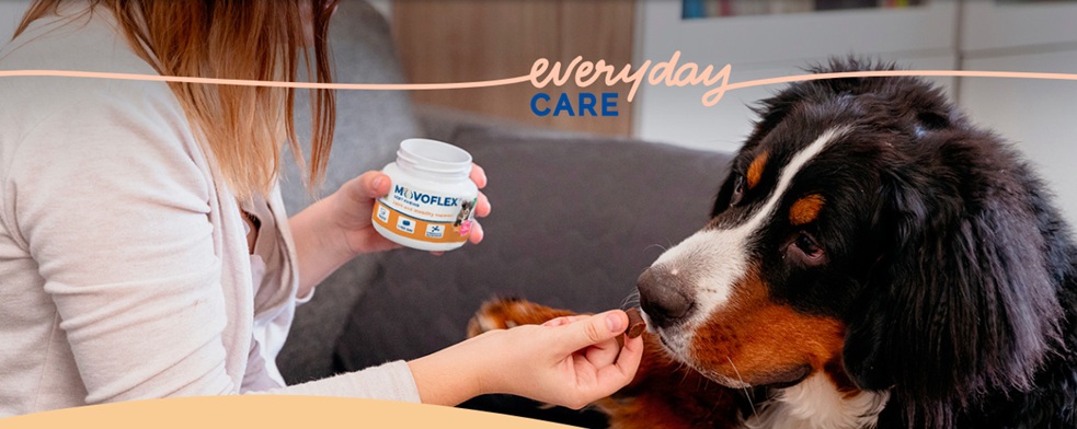 Virbac lança novo suplemento para cães Movoflex