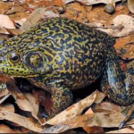 Mugido de boi na lagoa? Conheça a rã gigante invasora que ameaça fauna em SC
