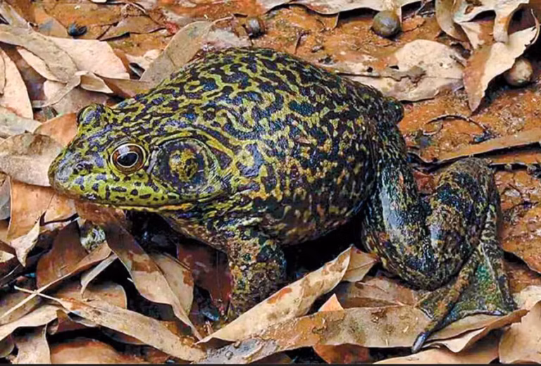 Mugido de boi na lagoa? Conheça a rã gigante invasora que ameaça fauna em SC