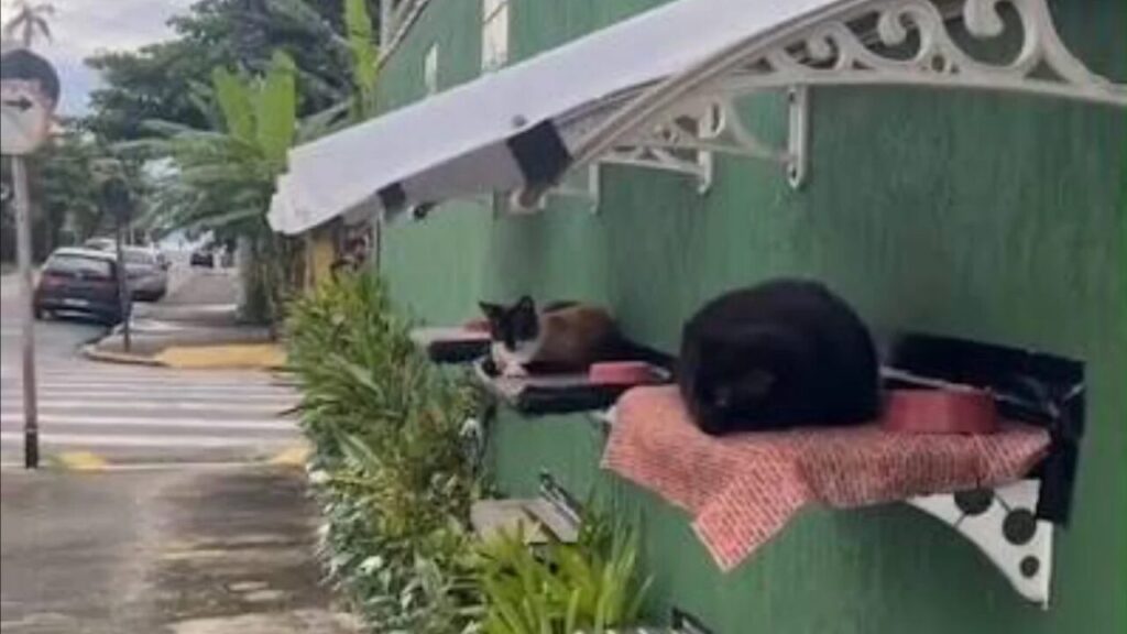 Muro adaptado com camas suspensas e telhado garante proteção para gatos comunitários em Ubatuba