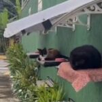 Muro adaptado com camas suspensas e telhado garante proteção para gatos comunitários em Ubatuba