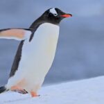 Nova espécie de pinguim é descrita nas Ilhas Kerguelen após mais de 100 anos