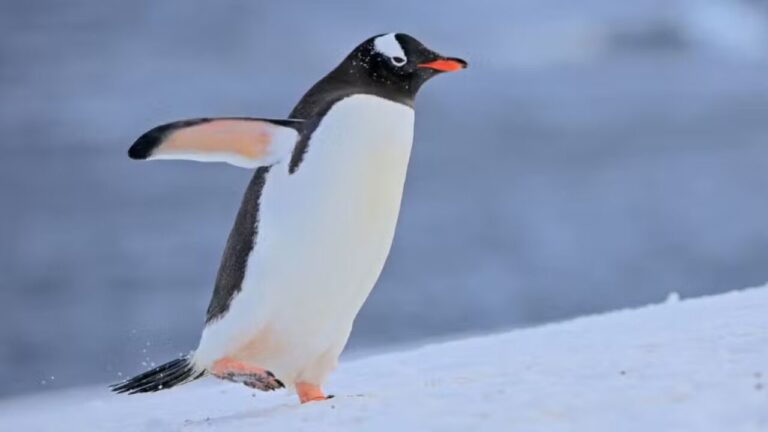 Nova espécie de pinguim é descrita nas Ilhas Kerguelen após mais de 100 anos