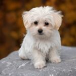 Número de pets cresce 5,3% na Coreia do Sul com avanço do fim da indústria da carne canina