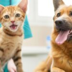 Nutrição e gastroenterologia veterinária se unem em workshop sobre enteropatias crônicas