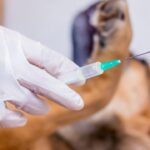 O preço da baixa imunização doenças preveníveis voltam ao radar veterinário