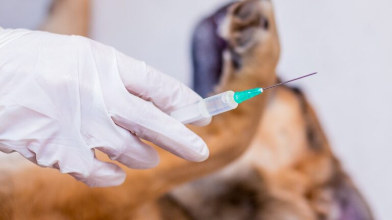 O preço da baixa imunização doenças preveníveis voltam ao radar veterinário