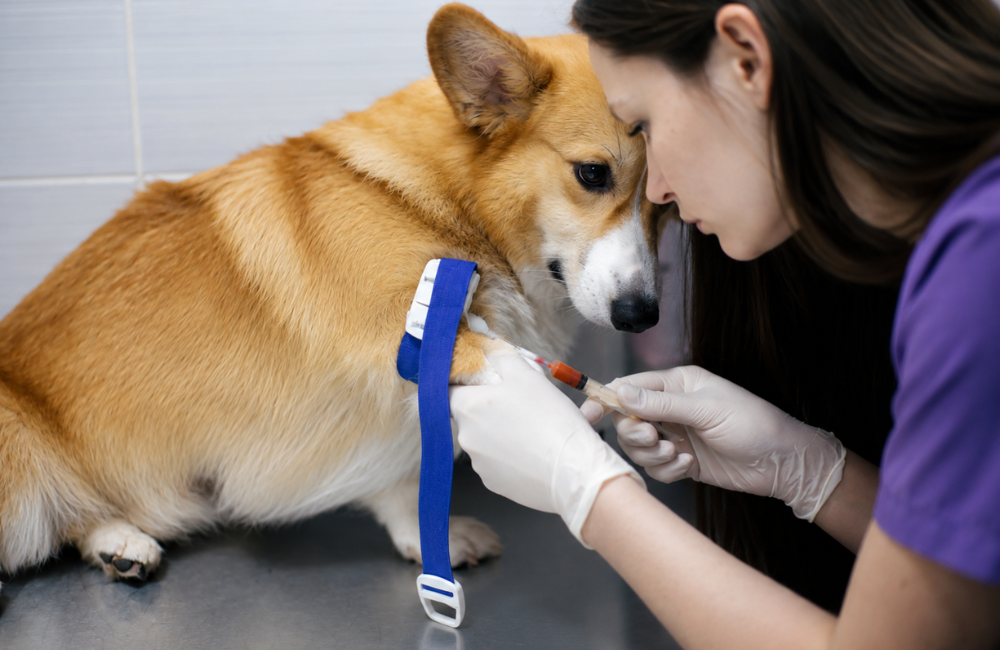 O que a comparação entre laboratórios revela sobre os exames veterinários