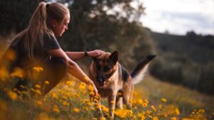 cães alérgicos