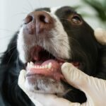 Odontologia Veterinária ganha novas diretrizes