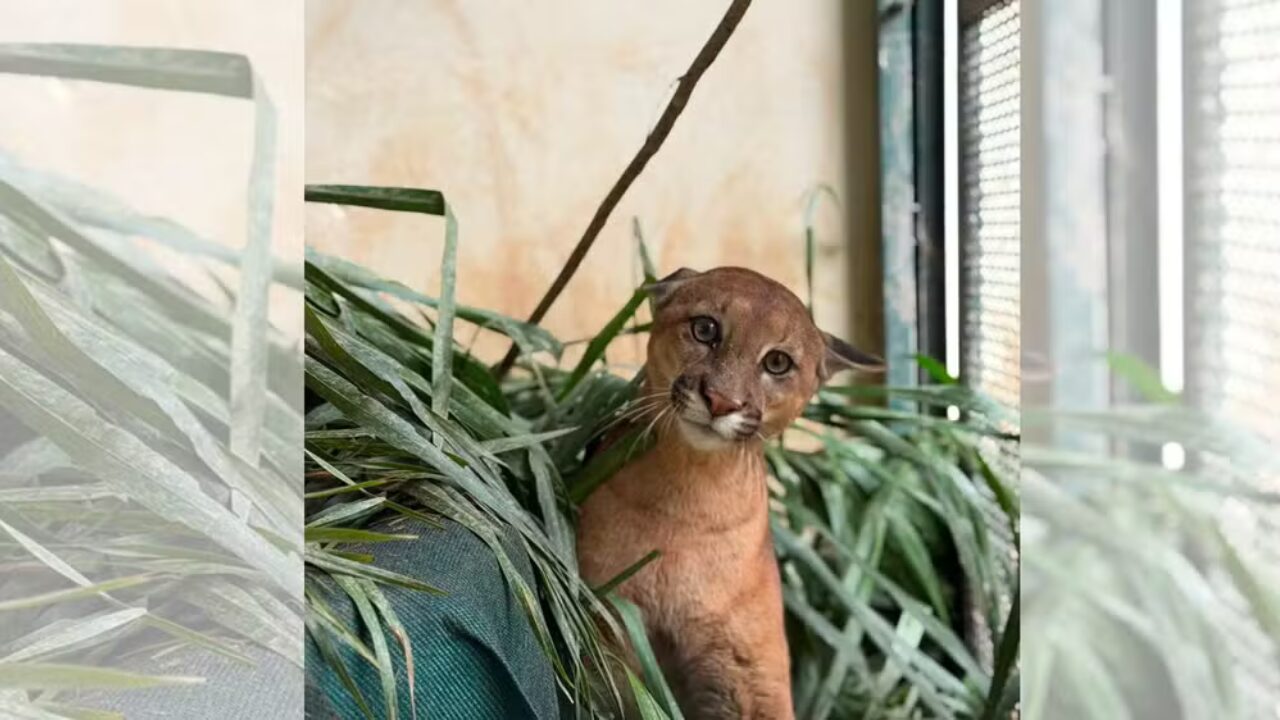 Onça-parda é solta na natureza após se recuperar de atropelamento em Botucatu (SP)