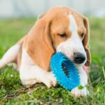 Os pets têm noção de propriedade_ Entenda por que eles protegem objetos