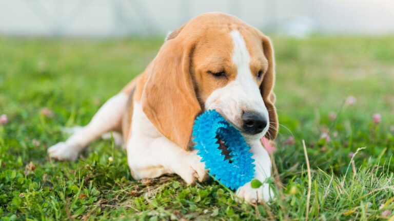 Os pets têm noção de propriedade_ Entenda por que eles protegem objetos