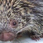 Ouriço-cacheiro é resgatado após duas semanas no teto de concessionária