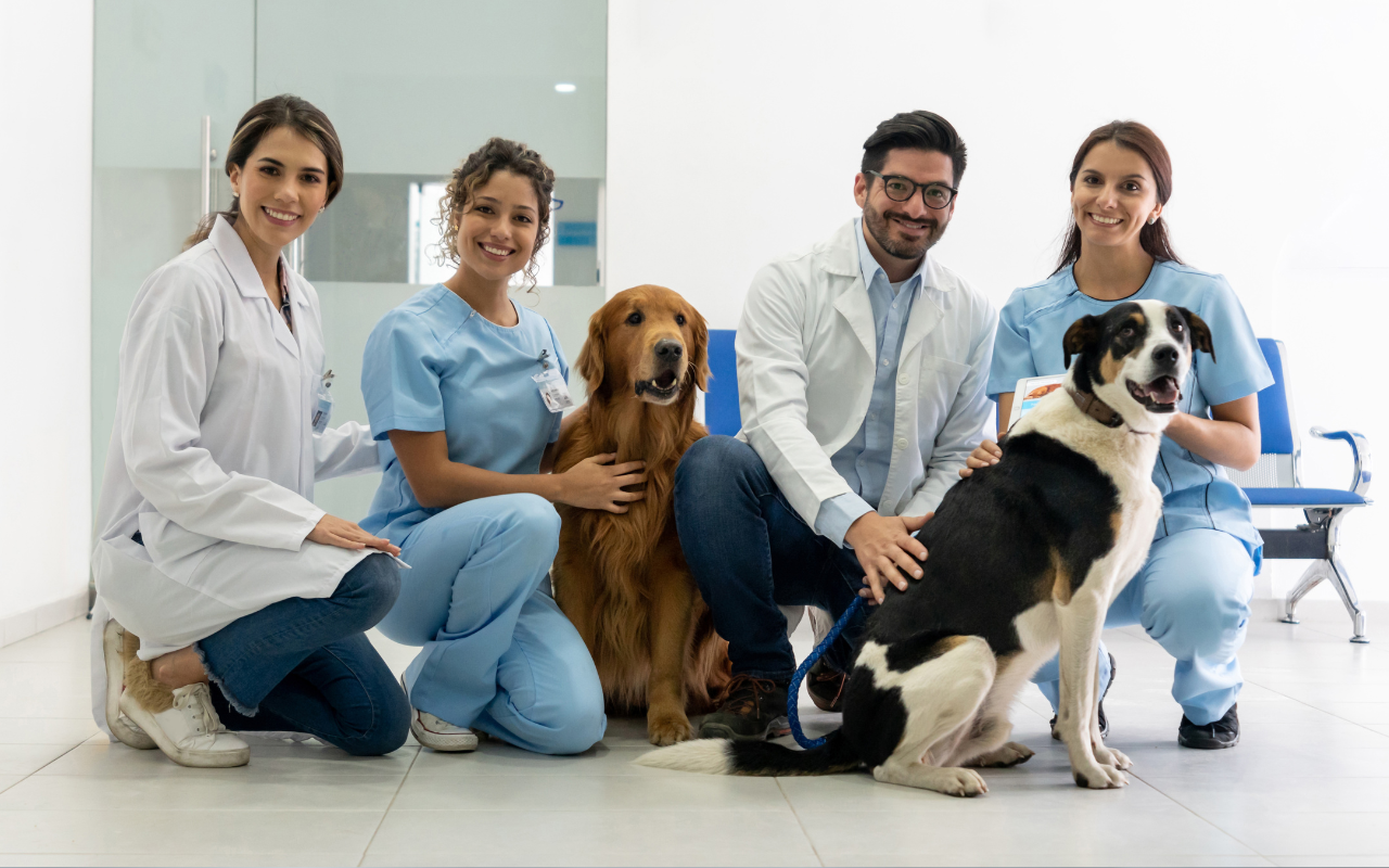 CRMV-GO destaca o papel dos médicos-veterinários para a saúde do planeta