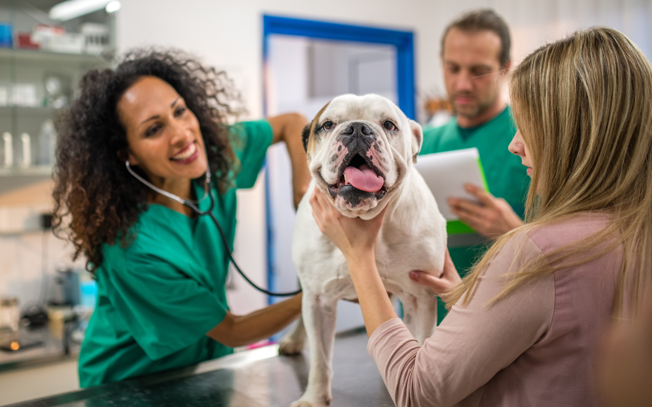 Medicina Veterinária é um pilar da interconexão entre saúde humana, animal, vegetal e ambiental